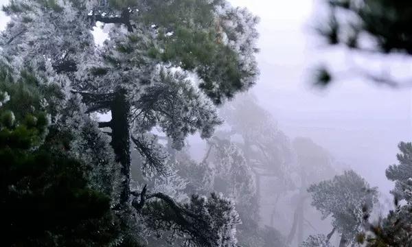 迷雾求生